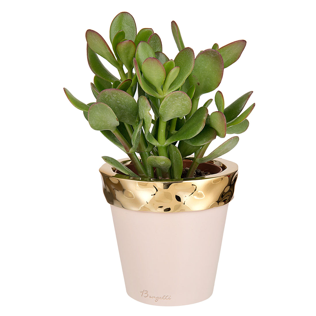 BONGELLI PREZIOSI Colored Vase in Powder and Gold Marmorino 7.5cm Real Succulent Plant